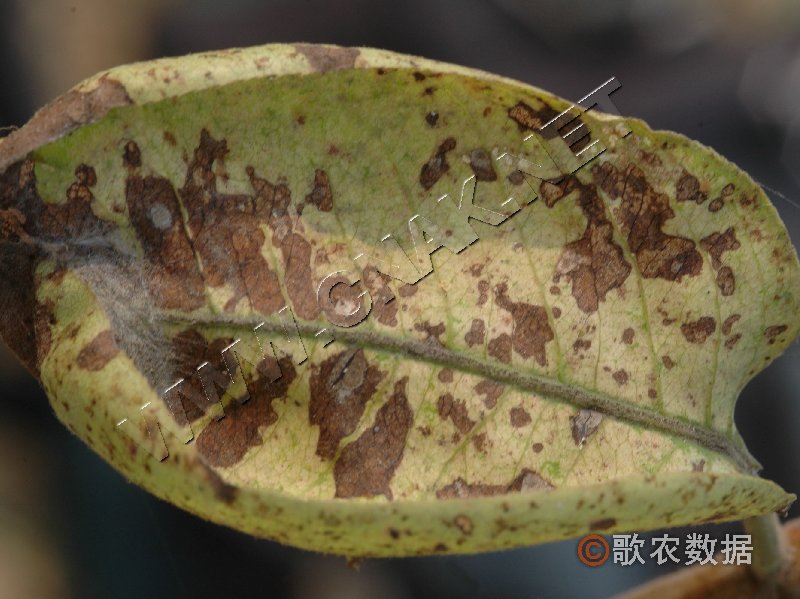 柑橘黄叶症状示例0