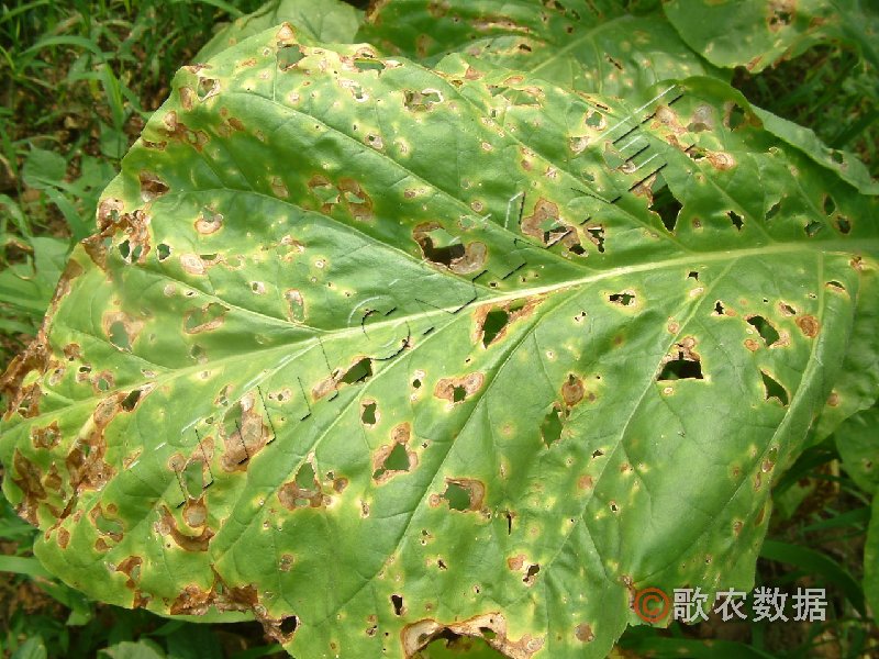 柑橘黄叶症状示例1