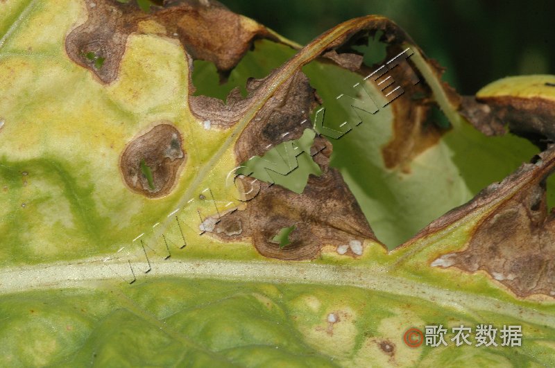 柑橘黄叶症状示例1