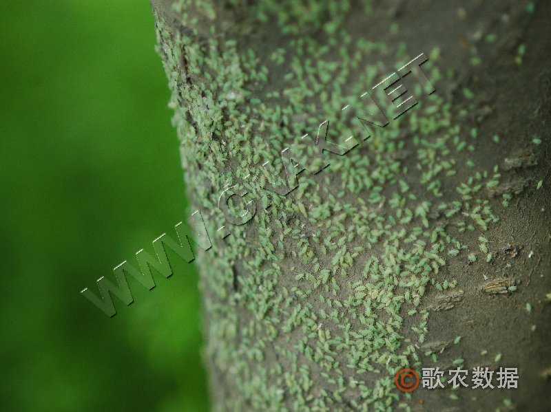 柑橘黄叶症状示例0