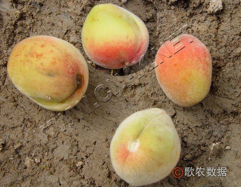 柑橘黄叶症状示例3