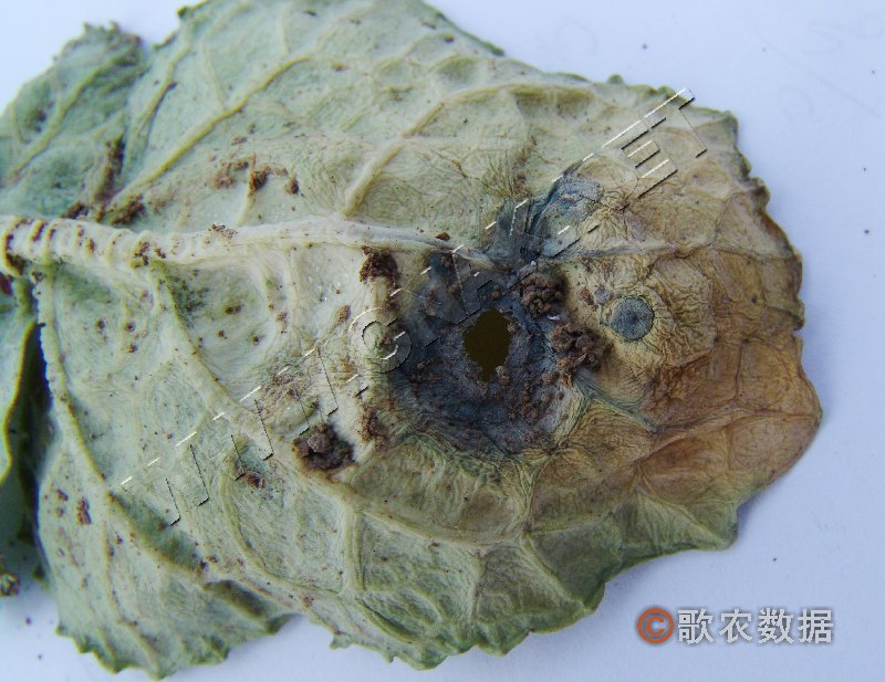 柑橘黄叶症状示例6