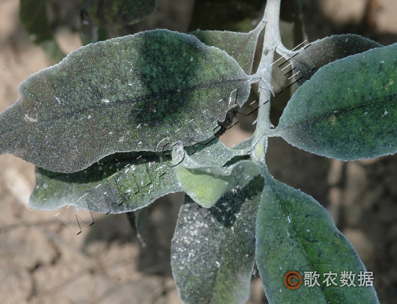 柑橘黄叶症状示例8