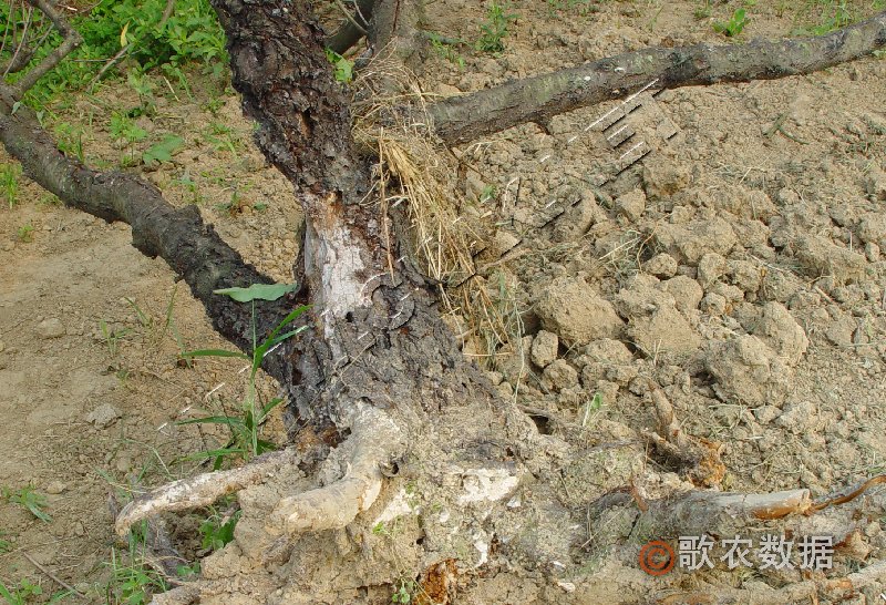 柑橘黄叶症状示例1