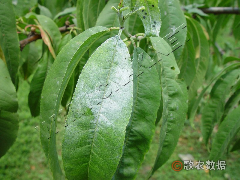 柑橘黄叶症状示例0