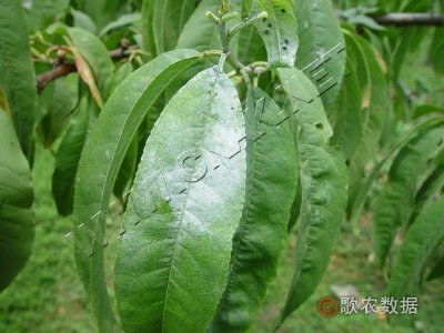 桃白粉病
