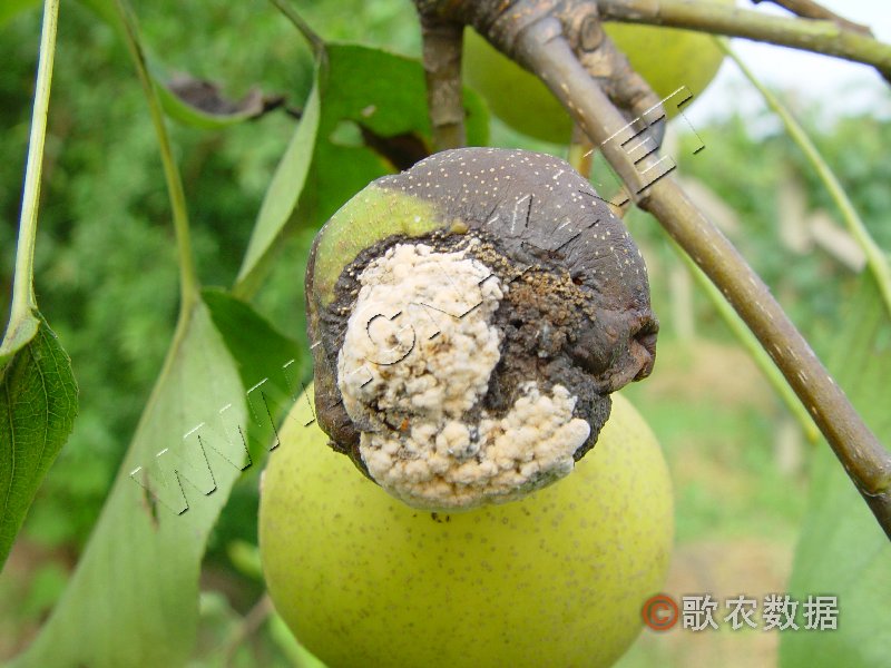 柑橘黄叶症状示例0