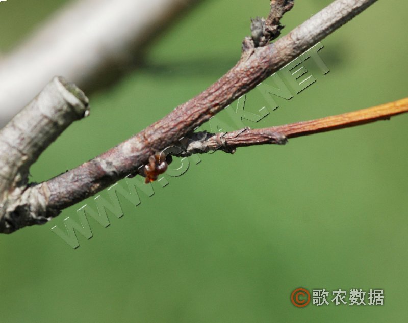 柑橘黄叶症状示例0