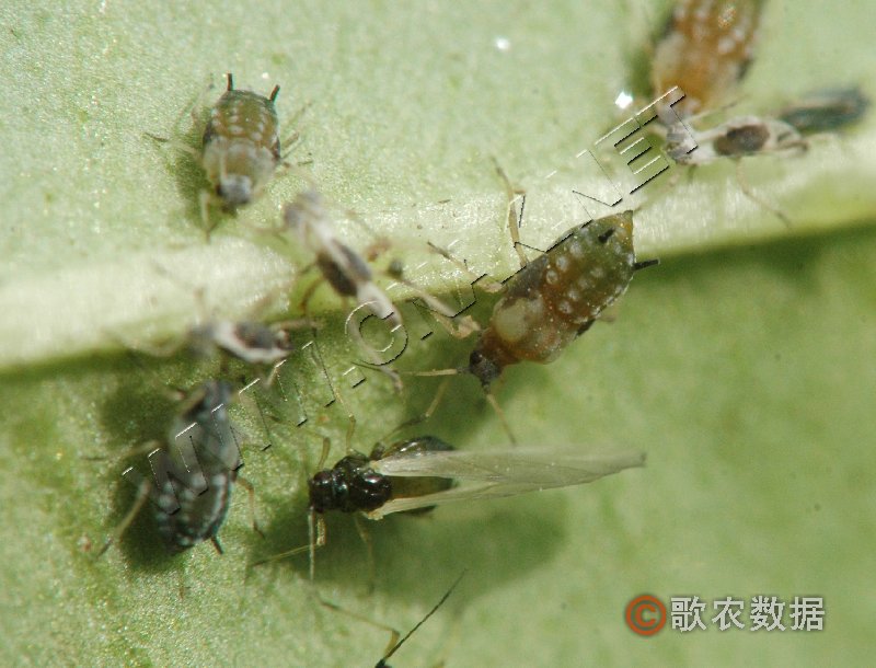 柑橘黄叶症状示例2