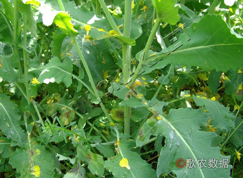 柑橘黄叶症状示例0
