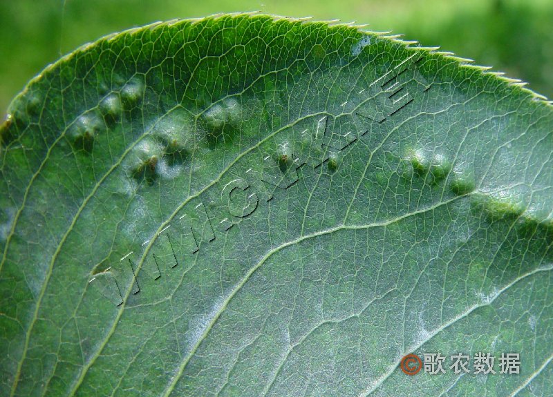 柑橘黄叶症状示例0