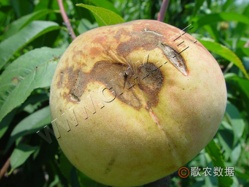 柑橘黄叶症状示例3