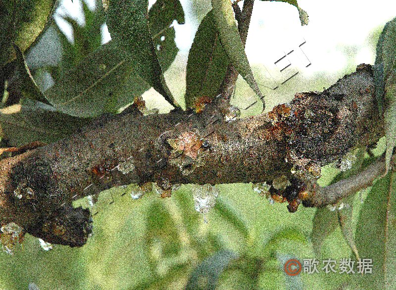 柑橘黄叶症状示例1