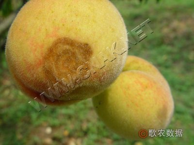 桃红粉病