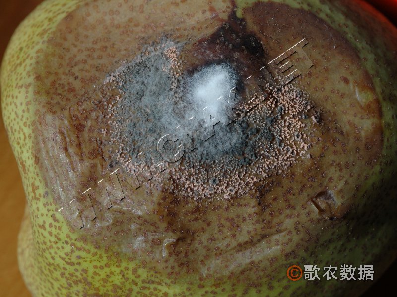 柑橘黄叶症状示例6