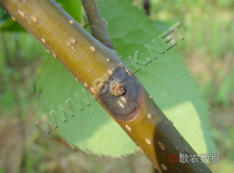 柑橘黄叶症状示例0