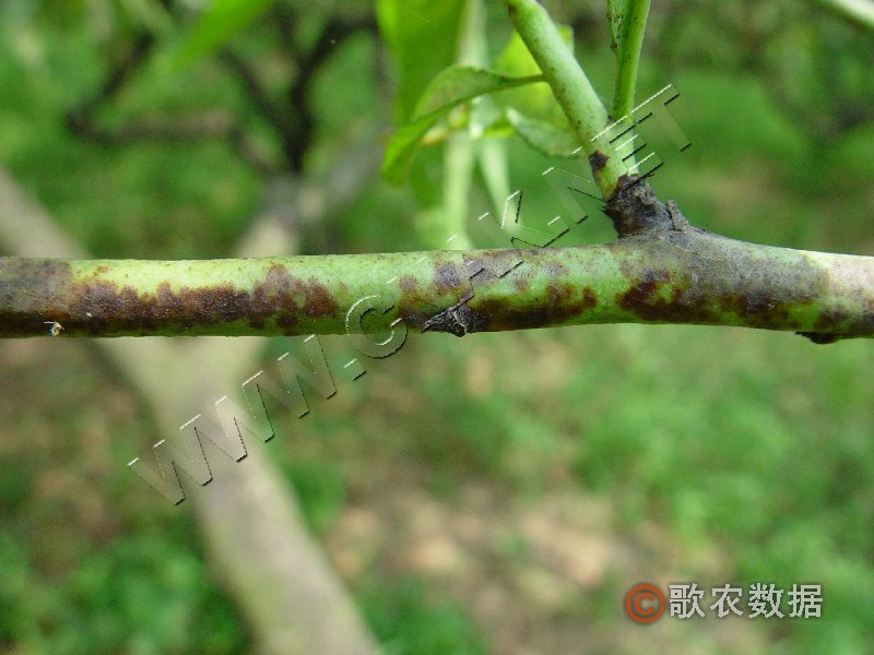 柑橘黄叶症状示例1