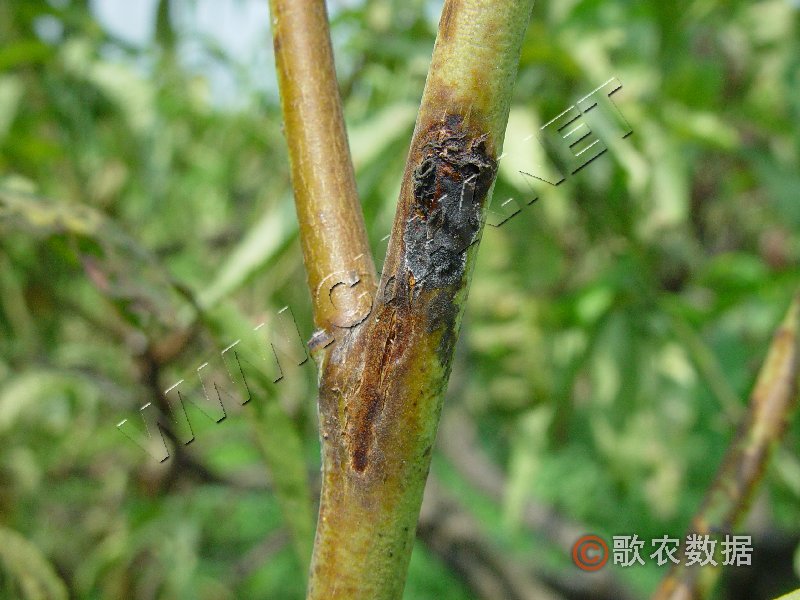 柑橘黄叶症状示例0