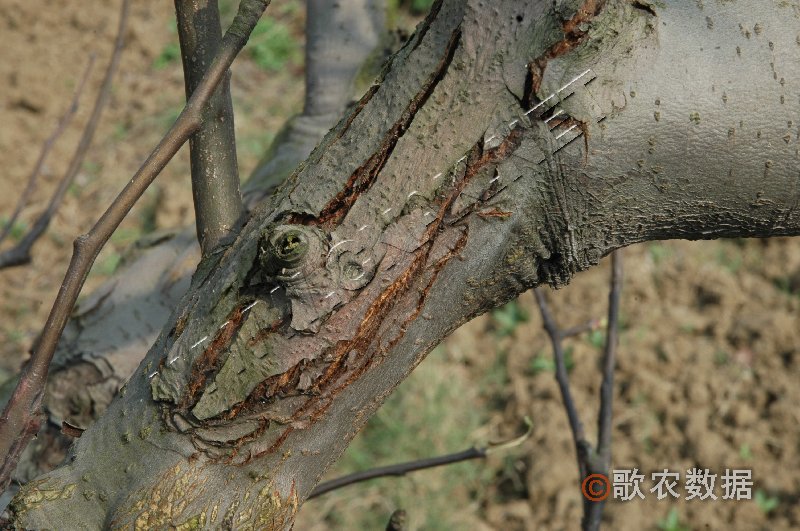 柑橘黄叶症状示例0