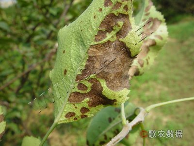 梨灰斑病