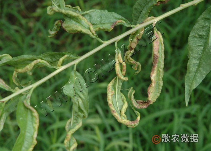柑橘黄叶症状示例4