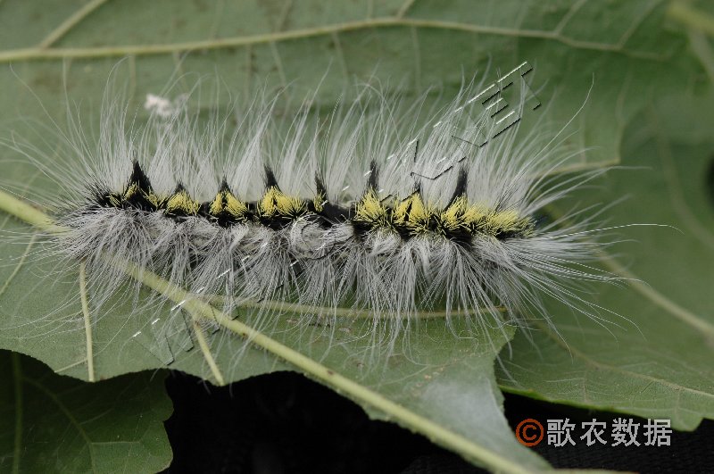 柑橘黄叶症状示例0