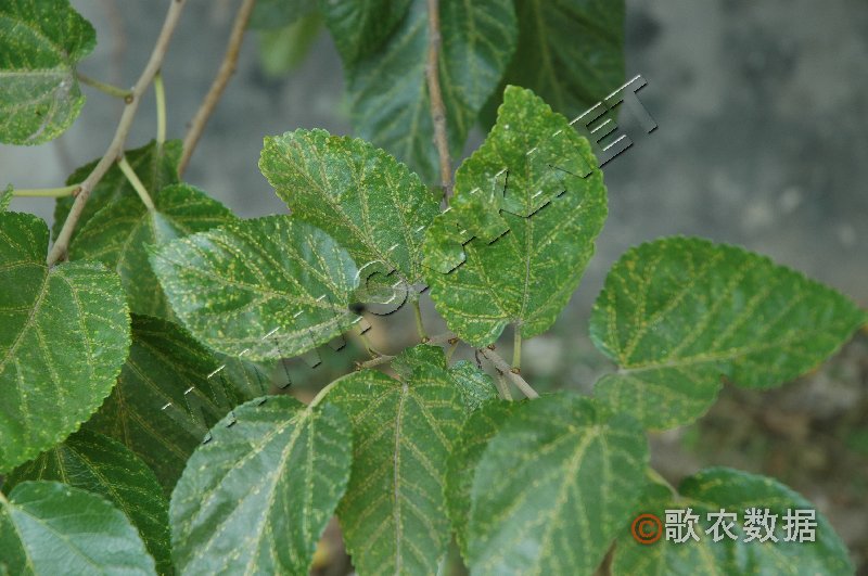柑橘黄叶症状示例1