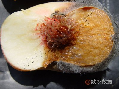 桃软腐病