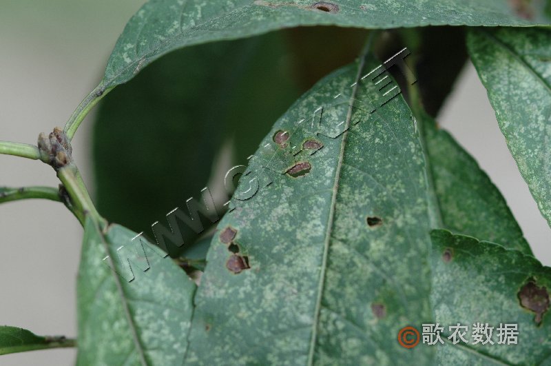 柑橘黄叶症状示例1