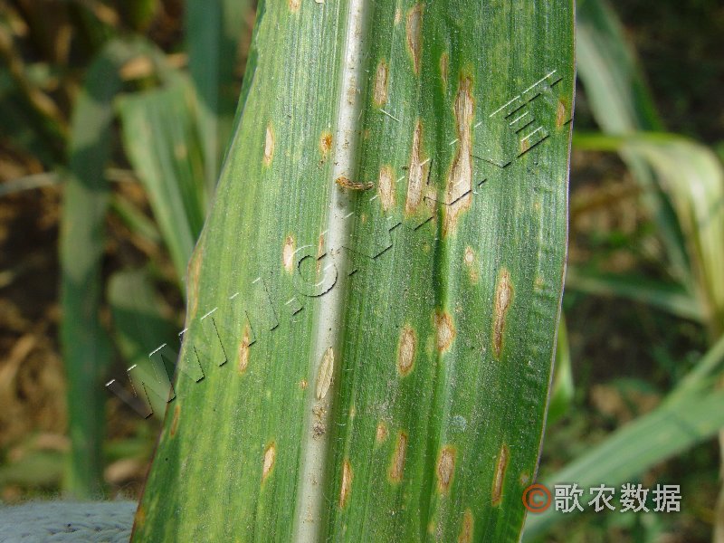 柑橘黄叶症状示例0