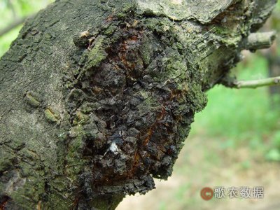 桃根癌病