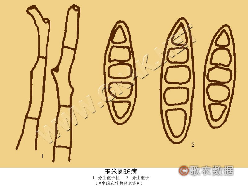 柑橘黄叶症状示例2