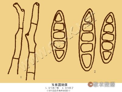 玉米圆斑病