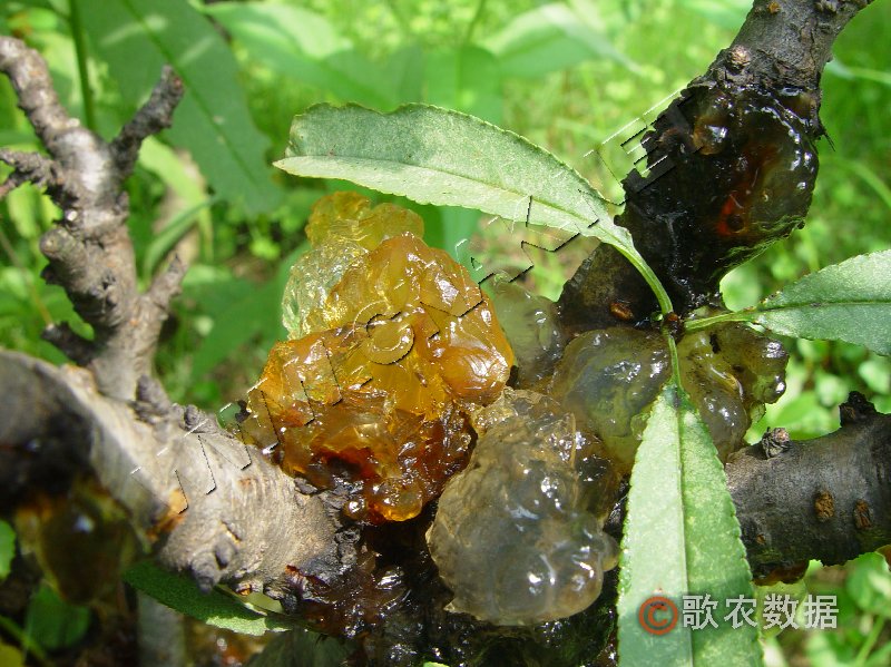 柑橘黄叶症状示例2