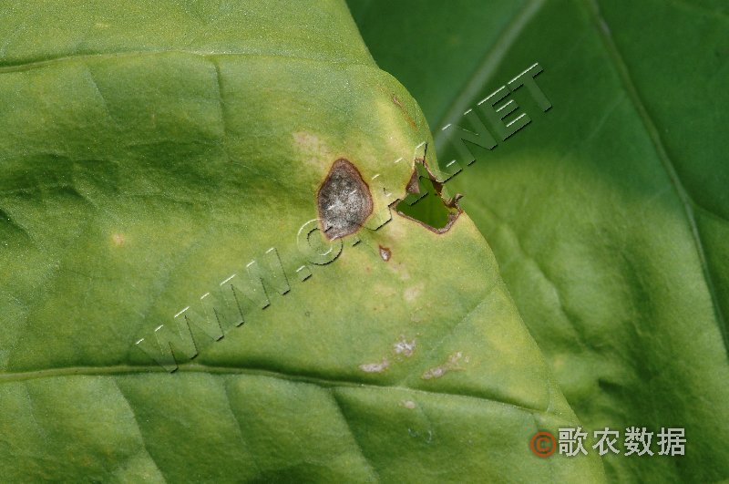 柑橘黄叶症状示例1