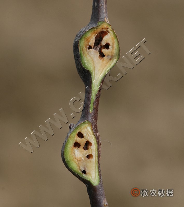 柑橘黄叶症状示例5