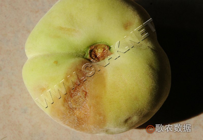 柑橘黄叶症状示例1