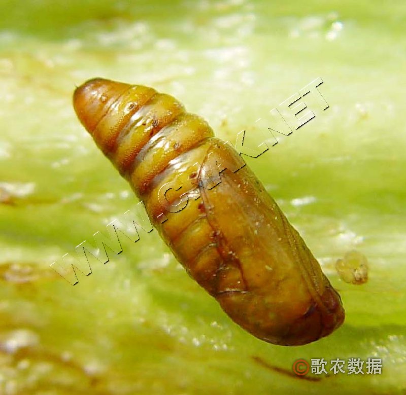 柑橘黄叶症状示例2