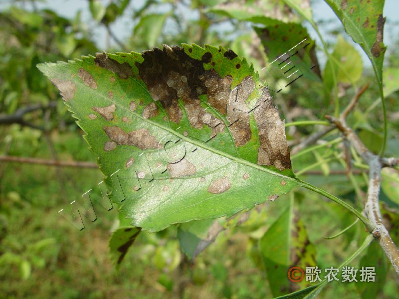 柑橘黄叶症状示例0