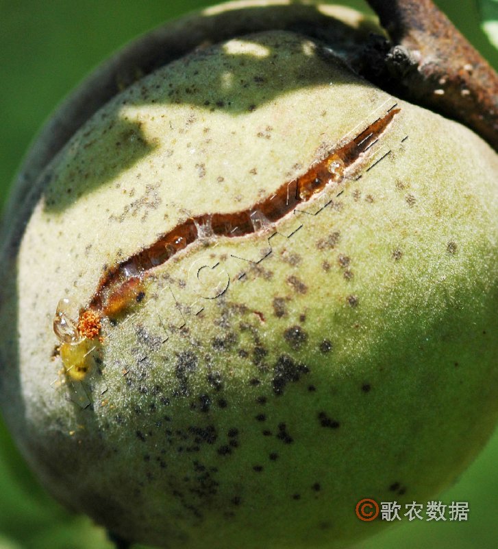 柑橘黄叶症状示例5