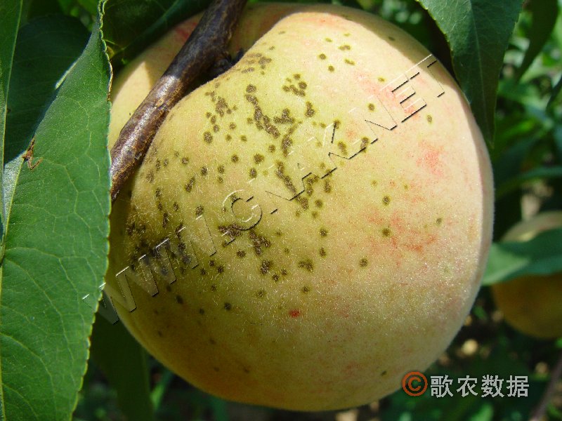 柑橘黄叶症状示例3