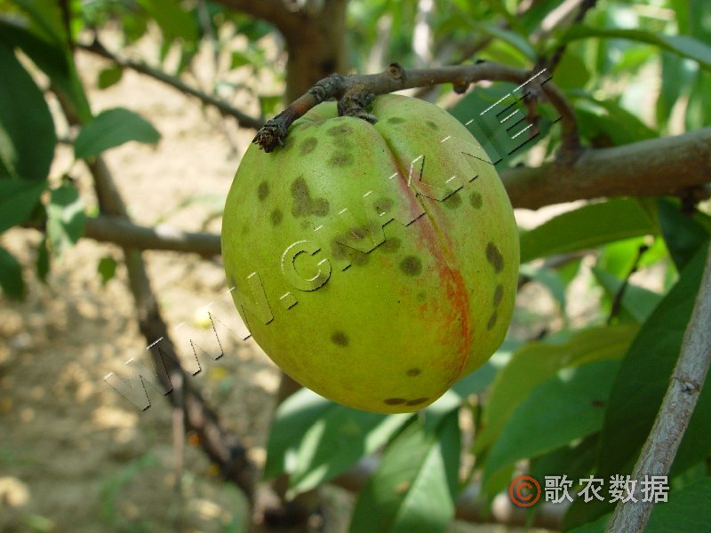 柑橘黄叶症状示例4
