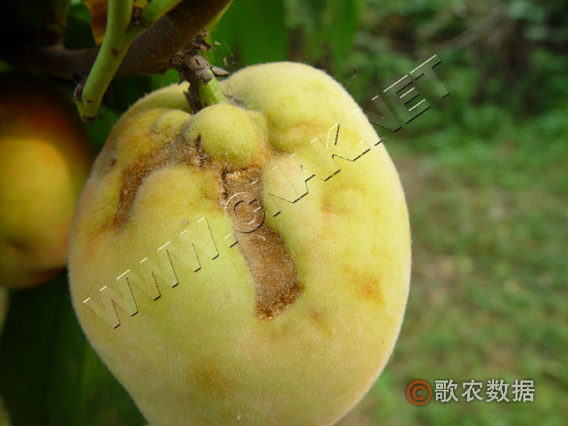 柑橘黄叶症状示例2