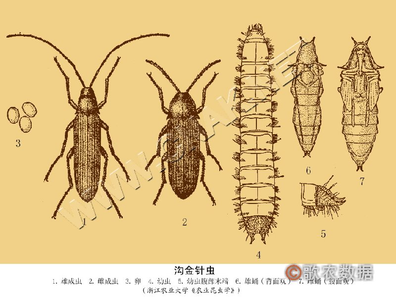 柑橘黄叶症状示例3
