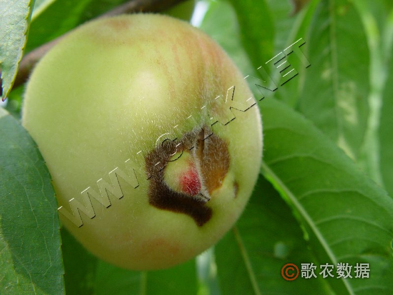 柑橘黄叶症状示例0