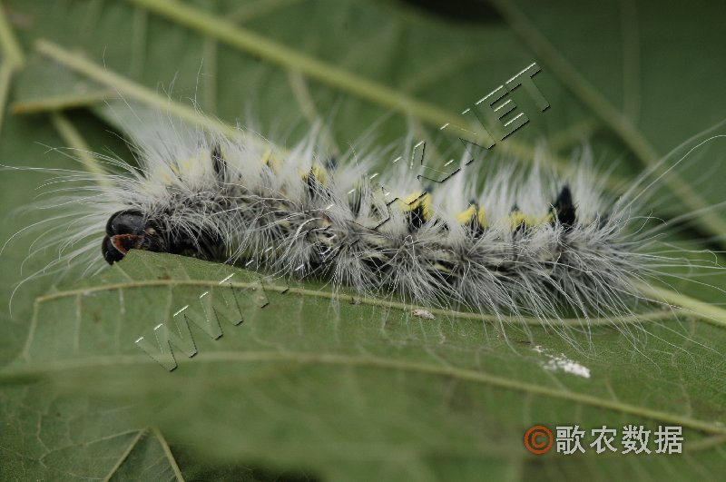 柑橘黄叶症状示例2