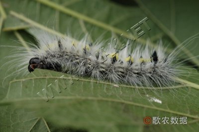 桑剑纹夜蛾