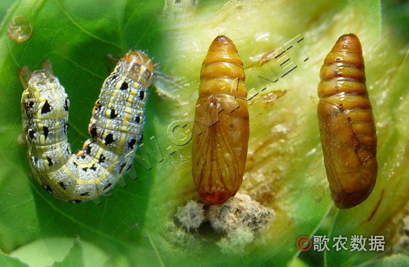 柑橘黄叶症状示例0