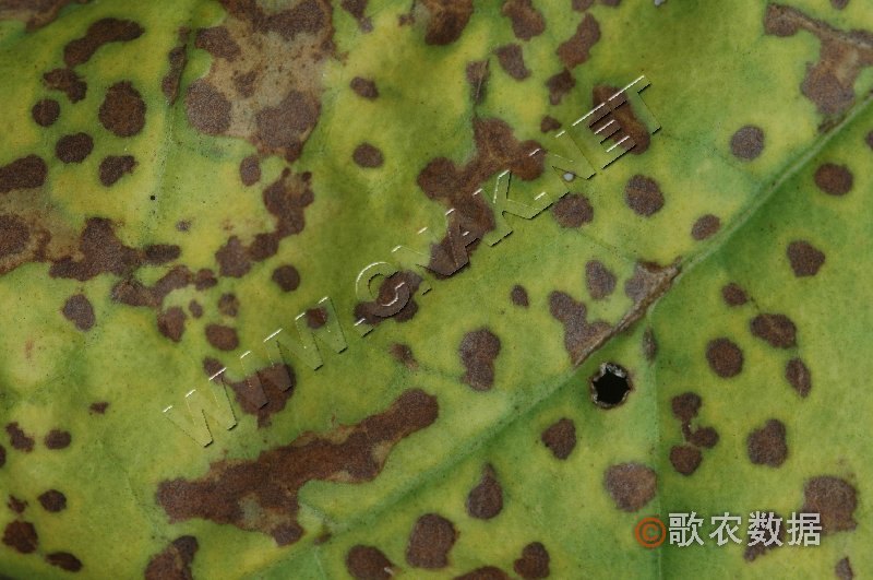 柑橘黄叶症状示例1