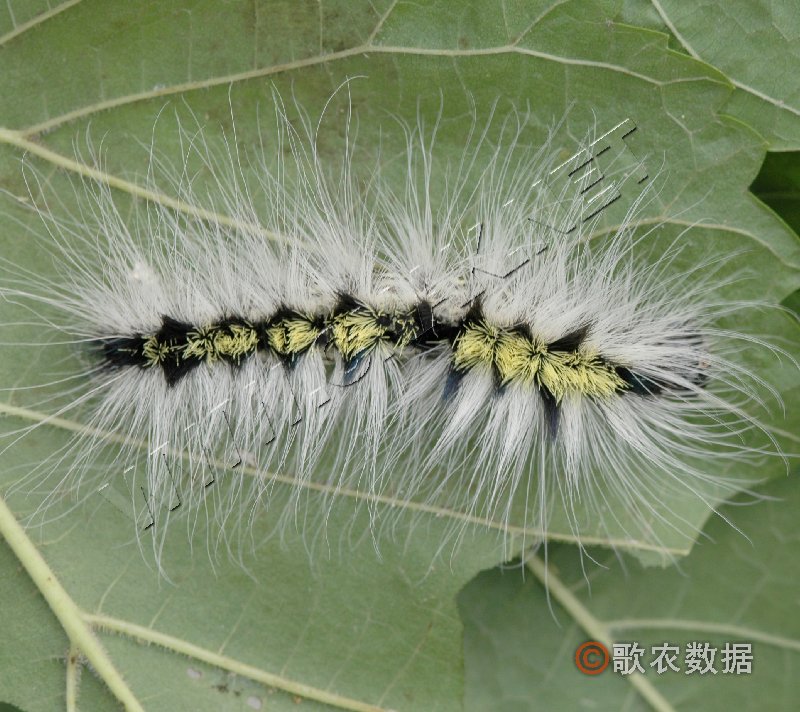 柑橘黄叶症状示例0